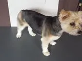 Scheren