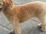 Scheren