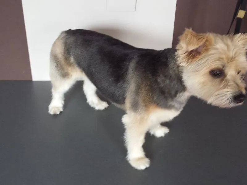 Scheren